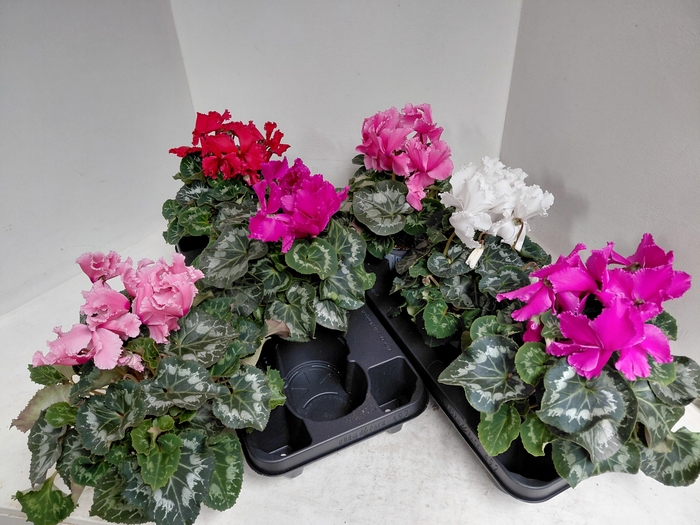 <h4>CYCL GR HAL CURLY</h4>