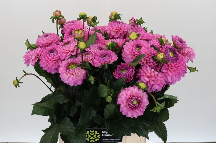 Dahlia BA 'Dark Wizard'