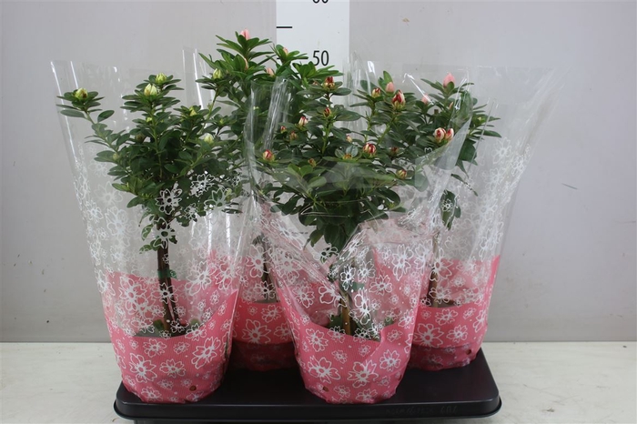 <h4>Rhododendron Si Op Stam Gemengd</h4>