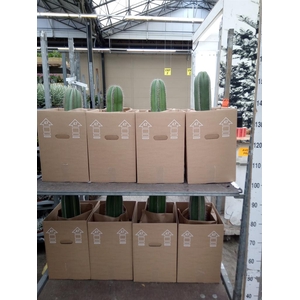 Cereus   ...