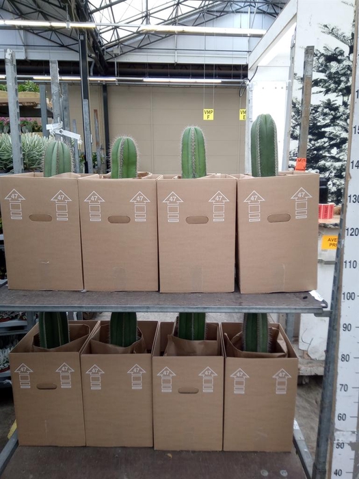 <h4>Cereus   ...</h4>