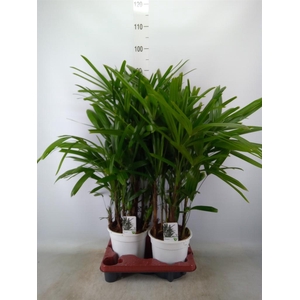Rhapis excelsa