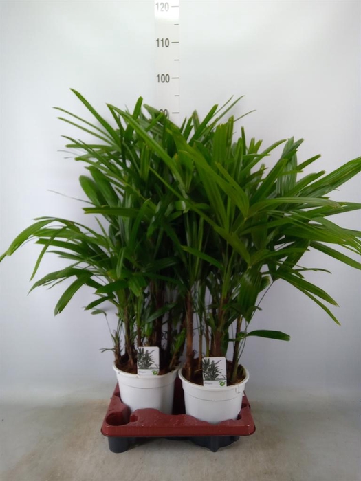 <h4>Rhapis excelsa</h4>