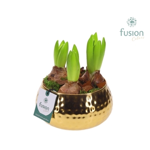 Schaal Indian metaal goudkleurig met Hyacinthus