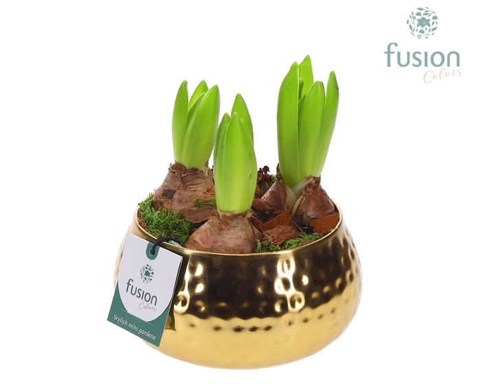 <h4>Schaal Indian metaal goudkleurig met Hyacinthus</h4>