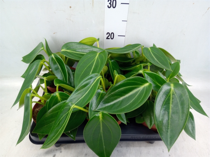 <h4>Peperomia</h4>