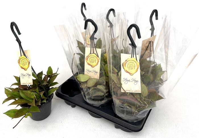 <h4>HOYA SUNRISE</h4>