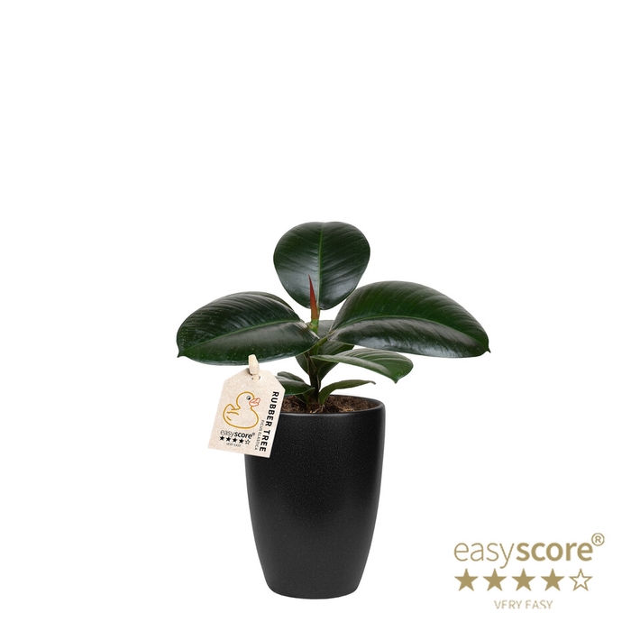 FICUS ELASTICA P10 SOFIA CLASSIC BLACK