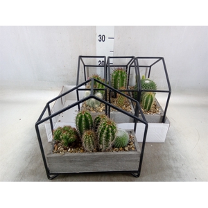 Succulents   ...