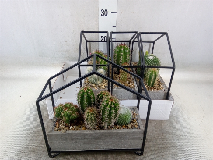 <h4>Succulents   ...</h4>