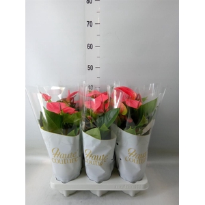 Anthurium andr. 'Sweet Dream'