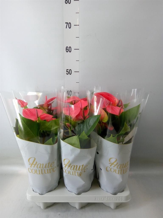 <h4>Anthurium andr. 'Sweet Dream'</h4>