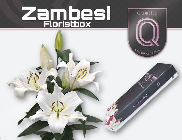 <h4>LI OT ZAMBESI FLORISTBOX 4+</h4>