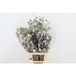 DF Lunaria Bs Platinum