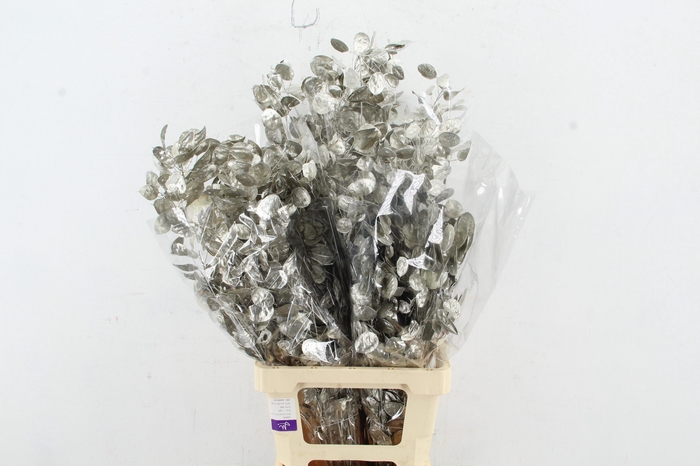 <h4>DF Lunaria Bs Platinum</h4>