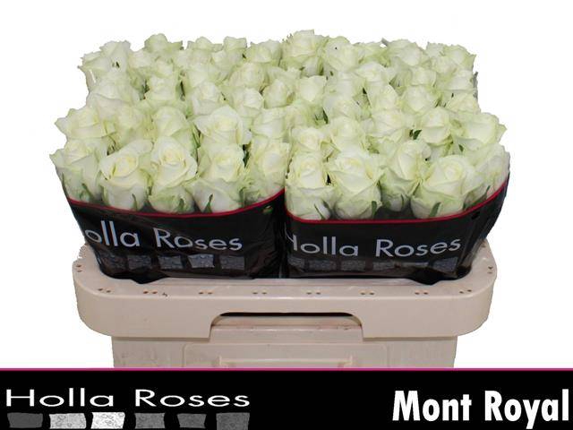 <h4>Rosa large mont royal</h4>