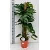 Monstera Deliciosa