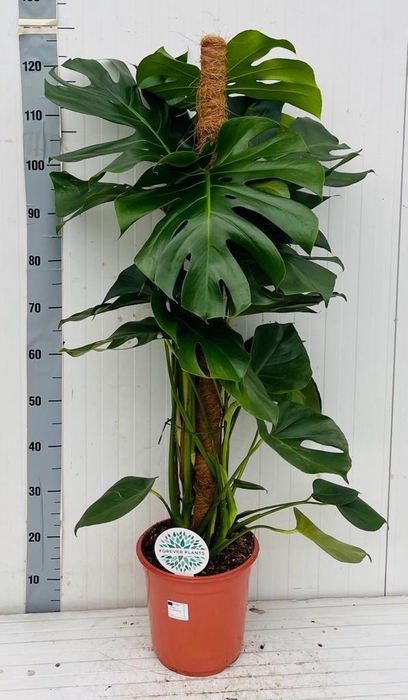 Monstera Deliciosa