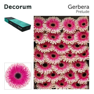 Gerbera Prelude Doos