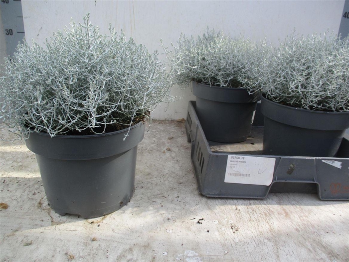 Leucoph Brownii
