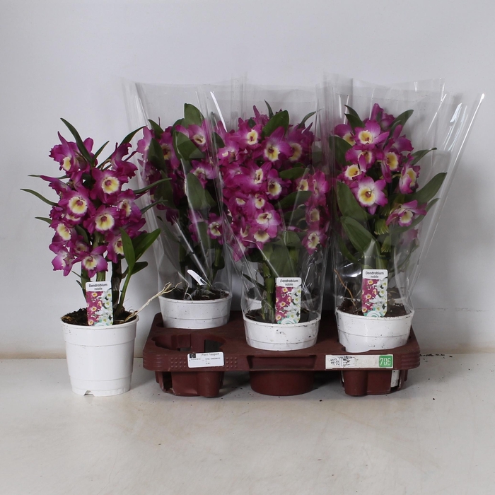 <h4>DEND NOBILE</h4>