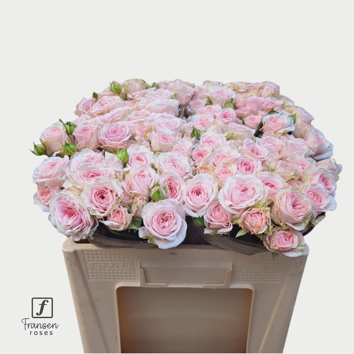 <h4>R TR RLM FATAL ATTRA</h4>