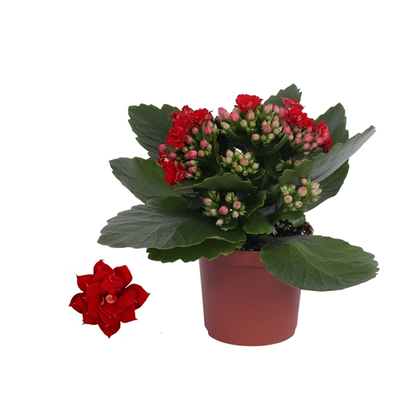 <h4>Kalanchoe Rosalina 07cm Don Justino rood, Zonder hoes</h4>