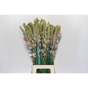 Polianthes Pink Sapphire