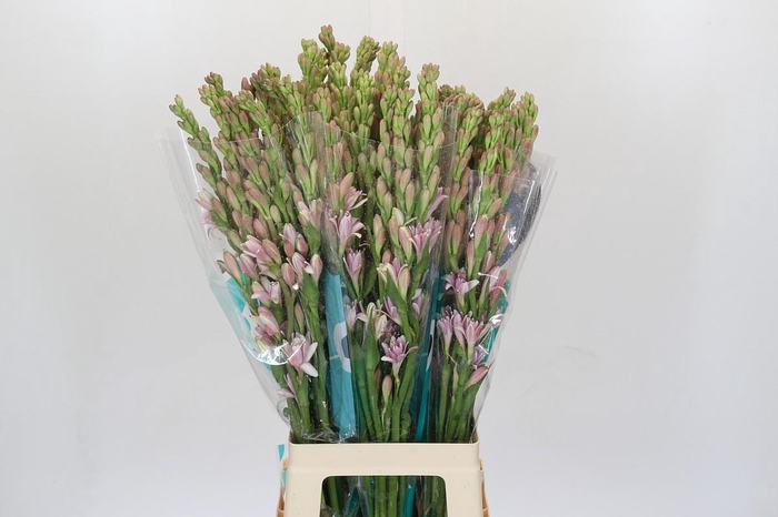 <h4>Polianthes Pink Sapphire</h4>