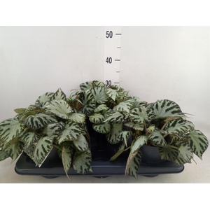 Begonia BD 'Silver Jewell'