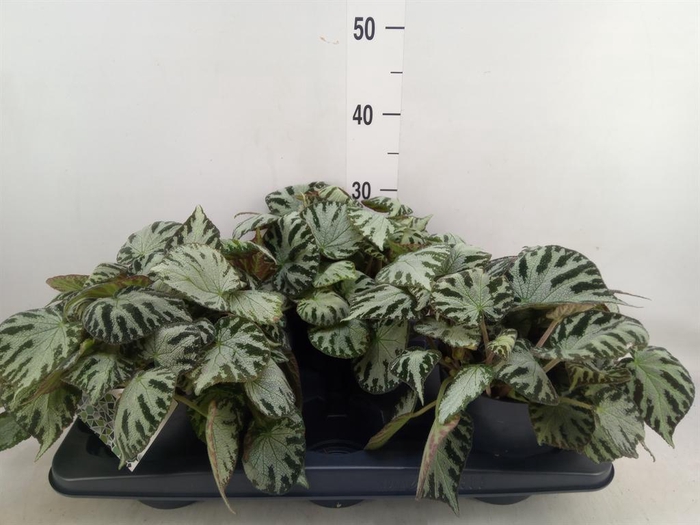 <h4>Begonia BD 'Silver Jewell'</h4>