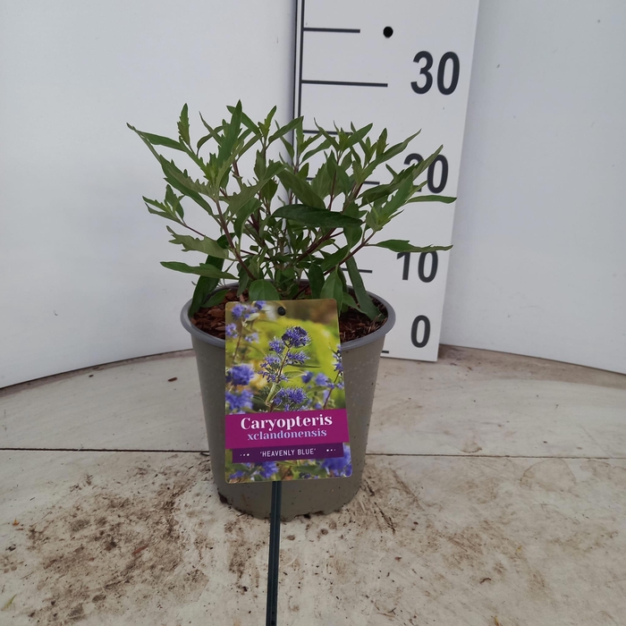 <h4>Caryopteris cland. 'Heavenly blue'</h4>