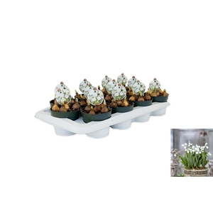 Galanthus Polar Bear