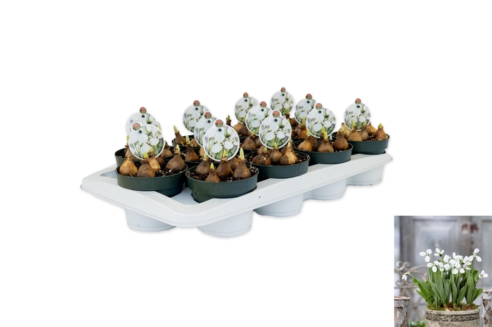 <h4>Galanthus Polar Bear</h4>