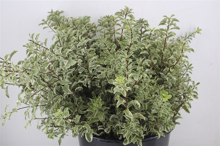 <h4>Pitto Nigra 100gr P Bunch</h4>