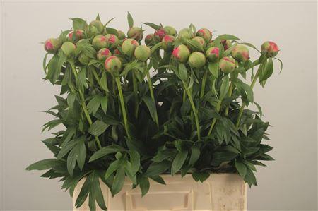 <h4>Paeo L Coral Charm</h4>