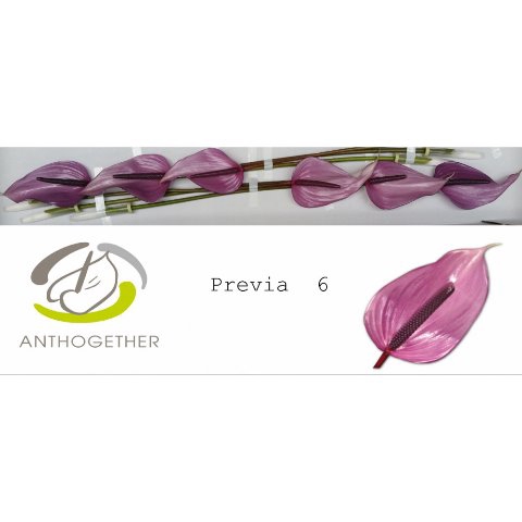 <h4>ANTH A PREVIA 6</h4>