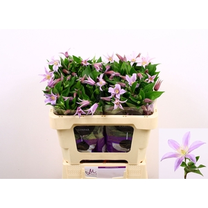 Clematis Star River Marginpar