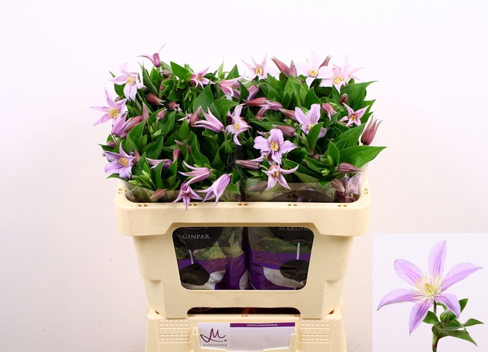 <h4>Clematis Star River Marginpar</h4>