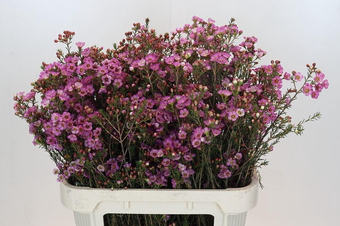 <h4>Chamelaucium Adi</h4>