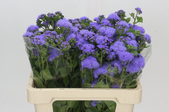 <h4>Ageratum Blue Planet</h4>