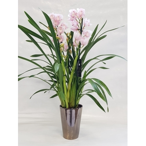 KINGofORCHIDS 4/4 TAK LEONTIEN