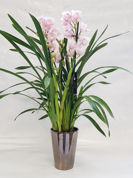 <h4>KINGofORCHIDS 4/4 TAK LEONTIEN</h4>