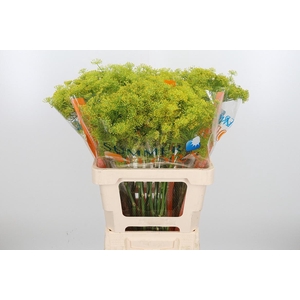 Anethum Graveolens