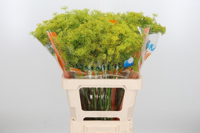 <h4>Anethum Graveolens</h4>