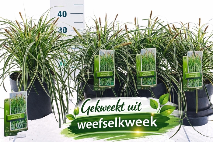 <h4>CARE OSHIMENSIS</h4>