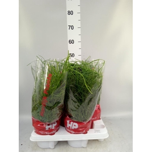 Rhipsalis pulchra