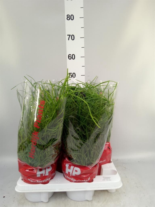 <h4>Rhipsalis pulchra</h4>