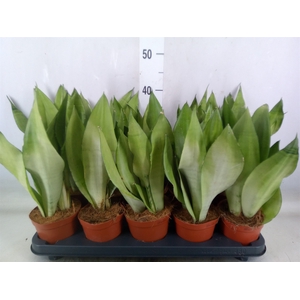Sansevieria trifa. 'Moonshine'