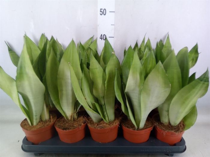 <h4>Sansevieria trifa. 'Moonshine'</h4>